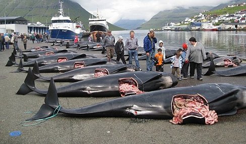 Why President Obama Needs to Block the Backroom Deal on International Whaling