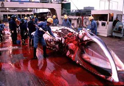 slaughtering endangered minke whale
